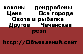 коконы    дендробены › Цена ­ 25 - Все города Охота и рыбалка » Другое   . Чеченская респ.